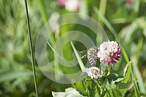 The butterfly collects nectar from the clover in the meadow. Flowers and grass sway in the warm summer wind.