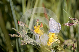 The butterfly collects nectar from the clover in the meadow. Flowers and grass sway in the warm summer wind.