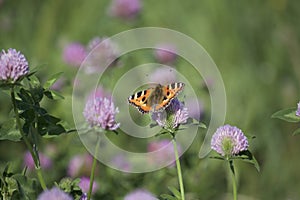 The butterfly collects nectar from the clover in the meadow. Flowers and grass sway in the warm summer wind.