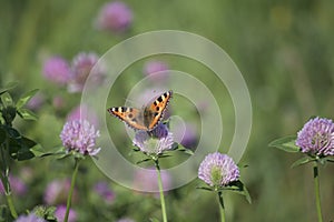 The butterfly collects nectar from the clover in the meadow. Flowers and grass sway in the warm summer wind.