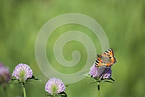 The butterfly collects nectar from the clover in the meadow. Flowers and grass sway in the warm summer wind.