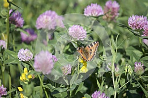 The butterfly collects nectar from the clover in the meadow. Flowers and grass sway in the warm summer wind.