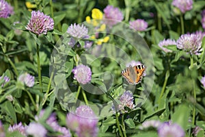 The butterfly collects nectar from the clover in the meadow. Flowers and grass sway in the warm summer wind.