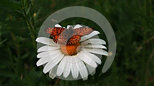 Butterfly collects nectar from a flower, close up. Creative. Beautiful butterfly on a flower yellow bud and white petals