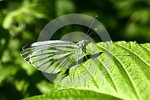 The butterfly collects nectar on the garden BlackBerry. Close up