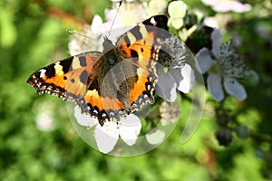 The butterfly collects nectar on the garden BlackBerry. Close up