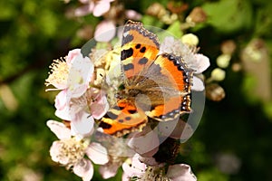 The butterfly collects nectar on the garden BlackBerry. Close up