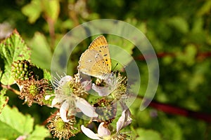 The butterfly collects nectar on the garden BlackBerry. Close up