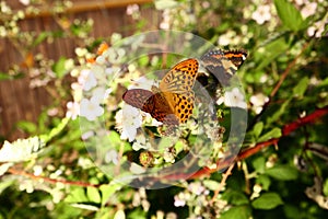 The butterfly collects nectar on the garden BlackBerry. Close up