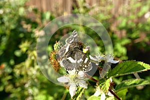 The butterfly collects nectar on the garden BlackBerry. Close up