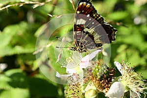 The butterfly collects nectar on the garden BlackBerry. Close up