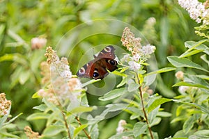 Butterfly collects pollen