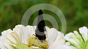 A butterfly collects pollen from a flower.