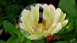 A butterfly collects pollen from a flower.