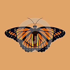 Butterfly with Colorful Design and Brown Background