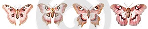 Butterfly Colorful moth, Collection Maple rosy butterfly, Euphaedra dargeana on a transparent background PNG