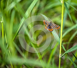 Mariposa 