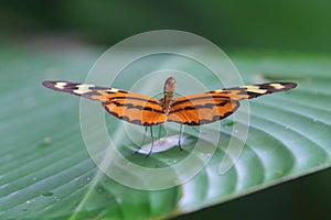 Butterfly colors eating nature