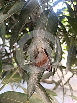 Butterfly coming out of its coccon