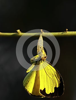 Butterfly coming out its cocoon