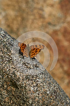 Butterfly Comma Polygonia c-album