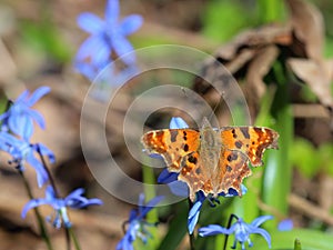 Butterfly - comma Polygonia c-album feeding on spring flowers