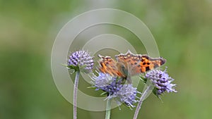 Butterfly Comma (Polygonia c-album) is on a purple flower