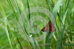 Butterfly comma Skipper Hesperia comma (Linnaeus) photo