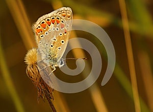 Butterfly Common Blue sitting on a blade of grass in a meadow or in a park with wings in the evening light at sunset. Wild nature