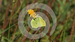 Butterfly Common Brimstone /Gonepteryx rhamni/ flies to the flower