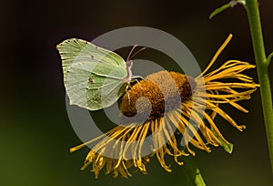 Butterfly Common brimstone (Gonepteryx rhamni) sits on a elecampane flower