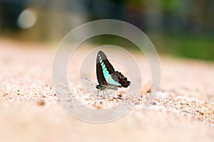 Butterfly common jay eaten mineral on sand.