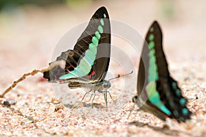 Butterfly common jay eaten mineral on sand.