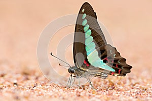 Butterfly common jay eaten mineral on sand.