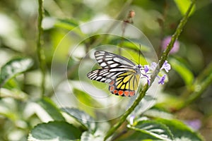 Butterfly, Common Jazebel - Delias eucharis in Colombo Sri Lanka