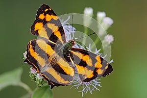 Butterfly the Common jester gathering pollen on a wildflower, Thailand