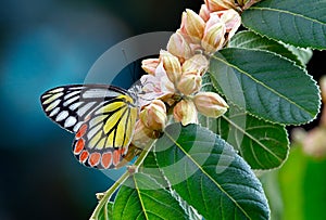 Butterfly Common jezebel or Delias eucharis on pink flowers on dark background