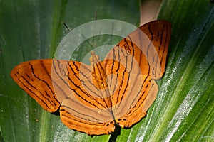 Butterfly the common Maplet (Chersonesia risa) standing on a leaf