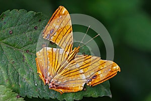 Butterfly the common Maplet (Chersonesia risa) standing on a leaf photo