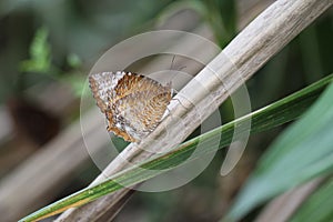 Butterfly, Common Palmfly - Elymnias hypermnestra Closeup