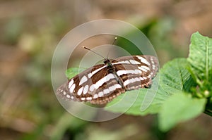 Butterfly (common sailer/ neptis hylas) photo