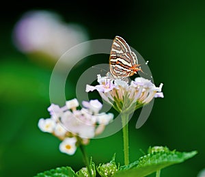 Butterfly Common Silverline Spindasis vulcanus