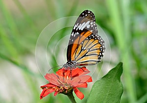 Butterfly (Common Tiger)