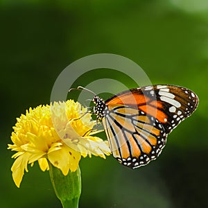 Butterfly (Common Tiger) and beautiful yellow flower