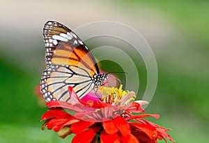 Butterfly (Common Tiger) and flower