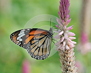 Butterfly (Common Tiger) and flower