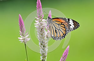 Butterfly (Common Tiger) and flower