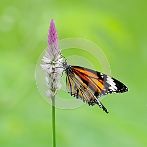 Butterfly (Common Tiger) and flower