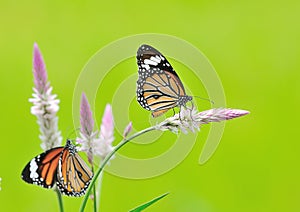 Butterfly (Common Tiger) and flower