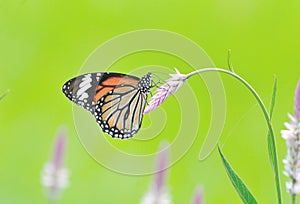 Butterfly (Common Tiger) and flower